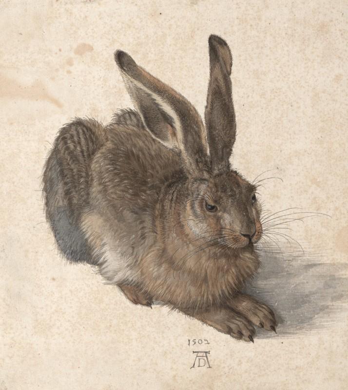 Albrecht Dürer, Feldhase, 1502