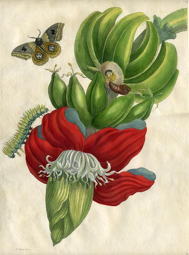 ((Bild „Banane Merian“, Bildnachweis: Kunstkabinett Strehler)): Raupe, Puppe und Falter auf einer Bananenpflanze: Diese Darstellungsform ist typisch für die Bilder der Maria Sibylla Merian.