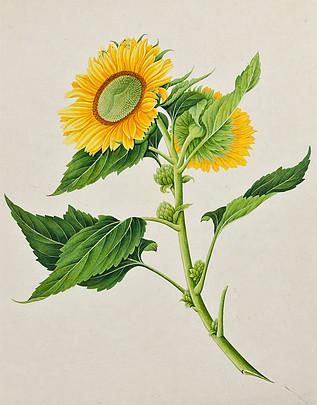 Donald A. Heald Rare Books This beautifully rendered gouache drawing is just one from an album containing 36 original drawings of flowering plants. Done from the Canton School, these pieces are all elegantly laid out and presented in brilliant hues.