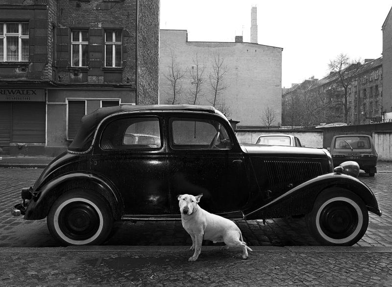 Bullterrier Rocky, 1986