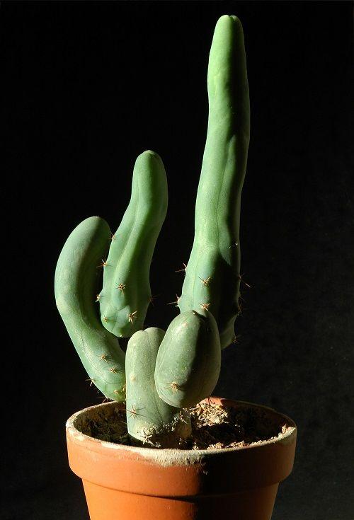 Cereus Bridgesii