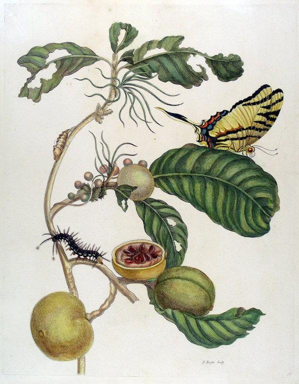 "Marmeladendosenbaum" Kolorierte Radierung von P. Sluyter aus "Metamorphosis Insectorum Surinamensium", dem berühmten Werk von Maria Sibylla Merian, der Tochter von Matthäus Merian.  Peter Bierl Buch- & Kunstantiquariat