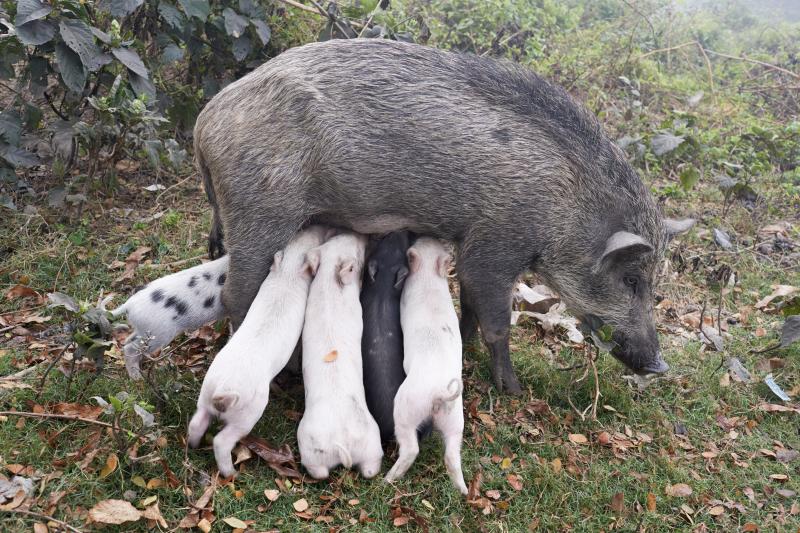 Juergen Teller Wildschweinmutter, Kolkata, India 2014 © Juergen Teller