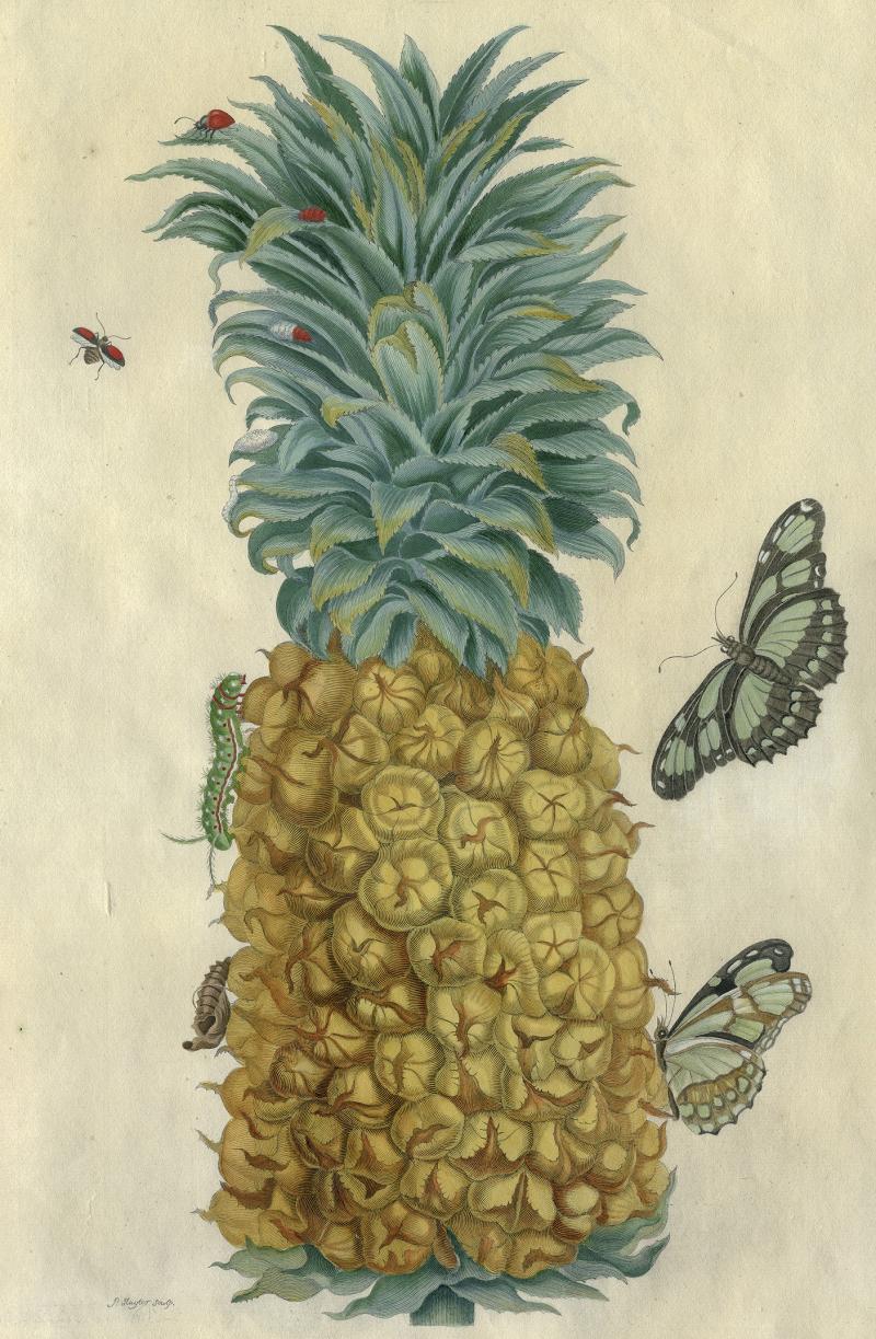 ((Bild MSM-Surinam-Ananas 2017 bearb.. Bildnachweis: Kunstkabinett Strehler)): Bestechende Ästhetik und naturgetreue Ausführung zeichnen das Werk der Maria Sibylla Merian aus. Auf der Antik & Kunst berichtet die Kunsthistorikerin Birgit Strehler über die weltberühmte Malerin und Naturforscherin im Kontext der Geschichte der Blumenmalerei.