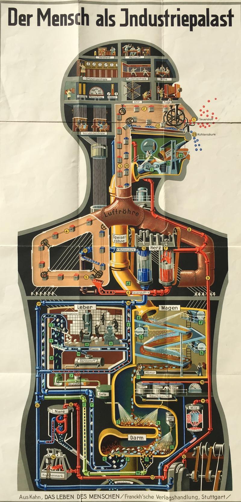 Kahn, Fritz. Der Mensch als Industriepalast. Farblithographie.1929. 1.200,- (Lührs, Hamburg)