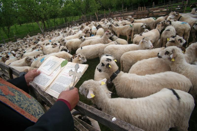 Remus Tiplea, Blessing of sheep, Camarzana 2016 © Remus Tiplea / Courtesy: Rumänisches Kultur- institut Berlin