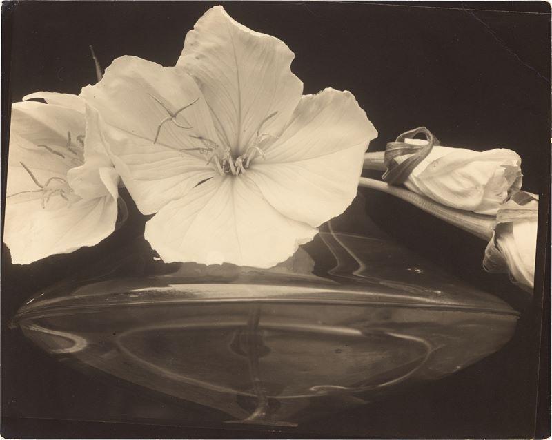 Edward Steichen (Bivange, Luxemburg 1879 – 1973 West Redding, Connecticut) Evening Primroses. Vor 1929 Vintage. Silbergelatineabzug. 20,3 × 25,3 cm ( 8 × 10 in.).  [2040]  Schätzpreis:	50.000 - 70.000 EUR