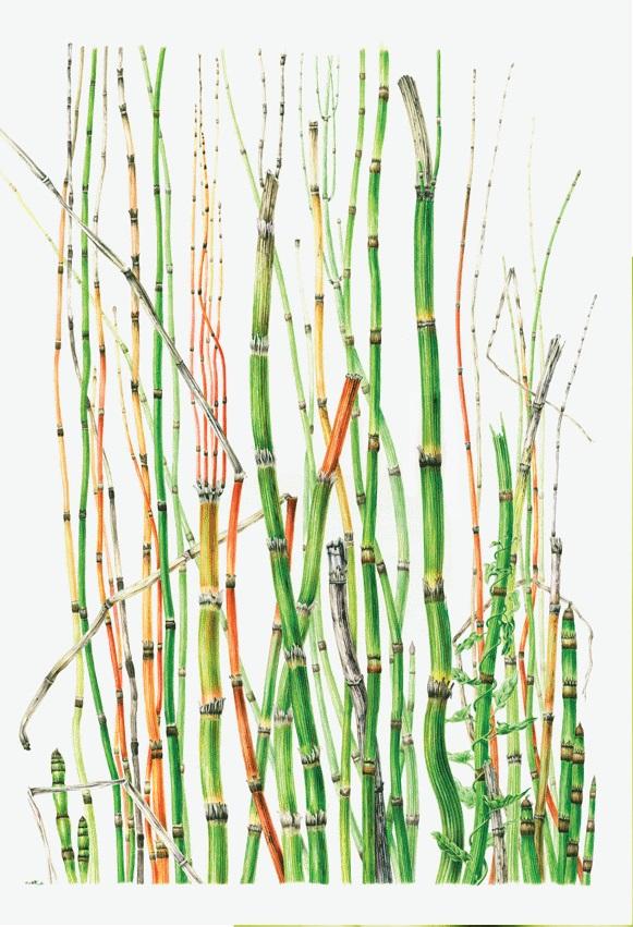 Annie Patterson - Equisetum 54 x 42 cm Aquarell