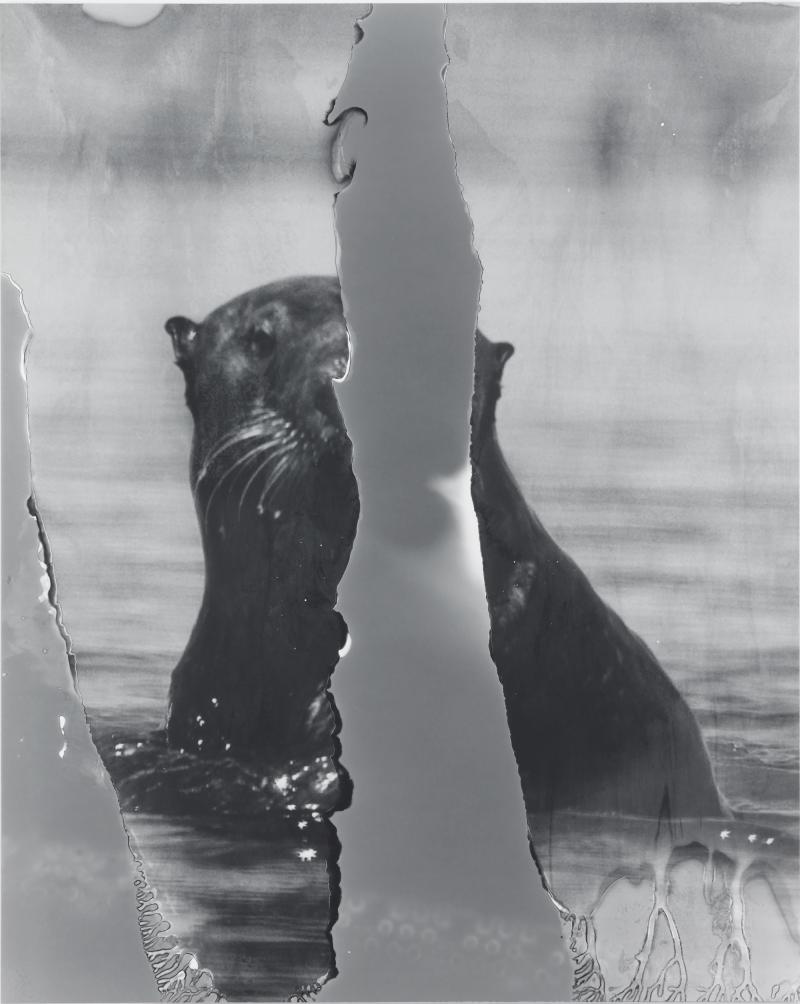 Eileen Quinlan The Otter, 2016 Silbergelatineabzug / Silver gelatine print, 63,5 × 50,8 cm Courtesy of the artist and Miguel Abreu Gallery, New York © Eileen Quinlan