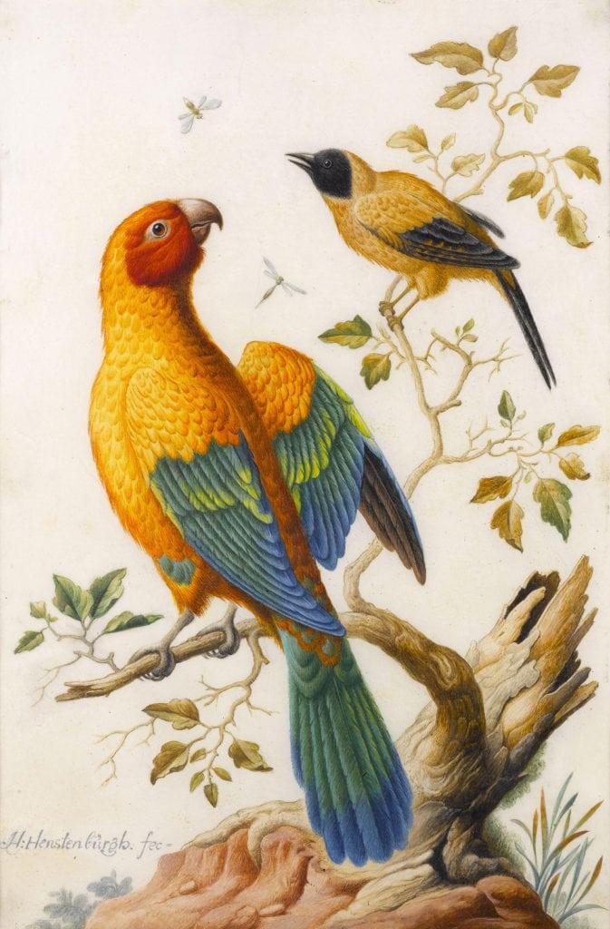 STEPHEN ONGPIN FINE ART Herman Henstenburgh (Hoorn 1667 - 1726) A Sun Conure Parrot and a Yellow-Backed Oriole, c.1685 - 1720 Gouache and watercolour on vellum 301 × 204 mm. (11 ⅞ × 8 in.) POA