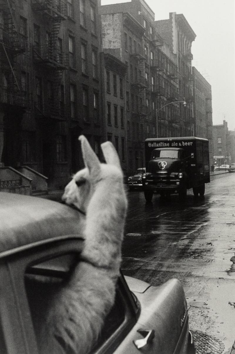 Ein Lama am Times Square, USA, New York City, 1957 © Inge Morath / Magnum Photos, courtesy OstLicht. Galerie für Fotografie