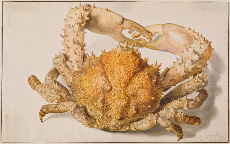 Jan van Huysum (1682–1749) Eine Krabbe, 18. Jahrhundert Aquarell auf Büttenpapier, 183 × 294 mm Städel Museum, Frankfurt am Main © Städel Museum