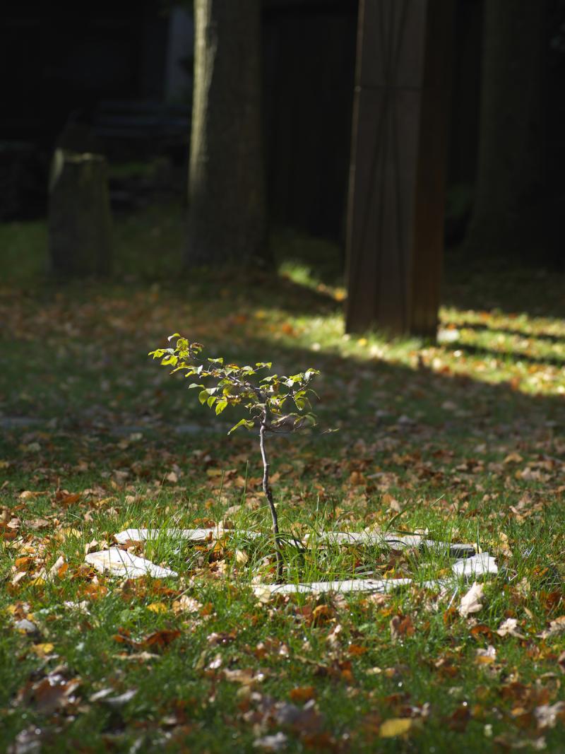 Adelheid 2019, Andreas Greiner and Paul Rohlfs  Hainbuche aus dem Hambacher Forst im Skulpturengarten des Mönchehaus-Museums Goslar als lebende Skulptur in Nähe von 3 Eichen Joseph Beuys gepflanzt. Photo: Jens Ziehe, © VG Bild-Kunst, Bonn 2021