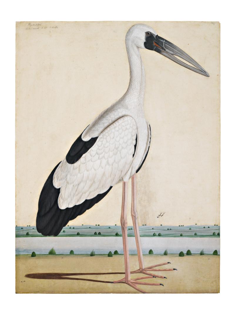 An Asian Openbill Stork (Anastomus Oscitans) in a Landscape, Company School, Lucknow, circa 1780 (est. £60,000-80,000)