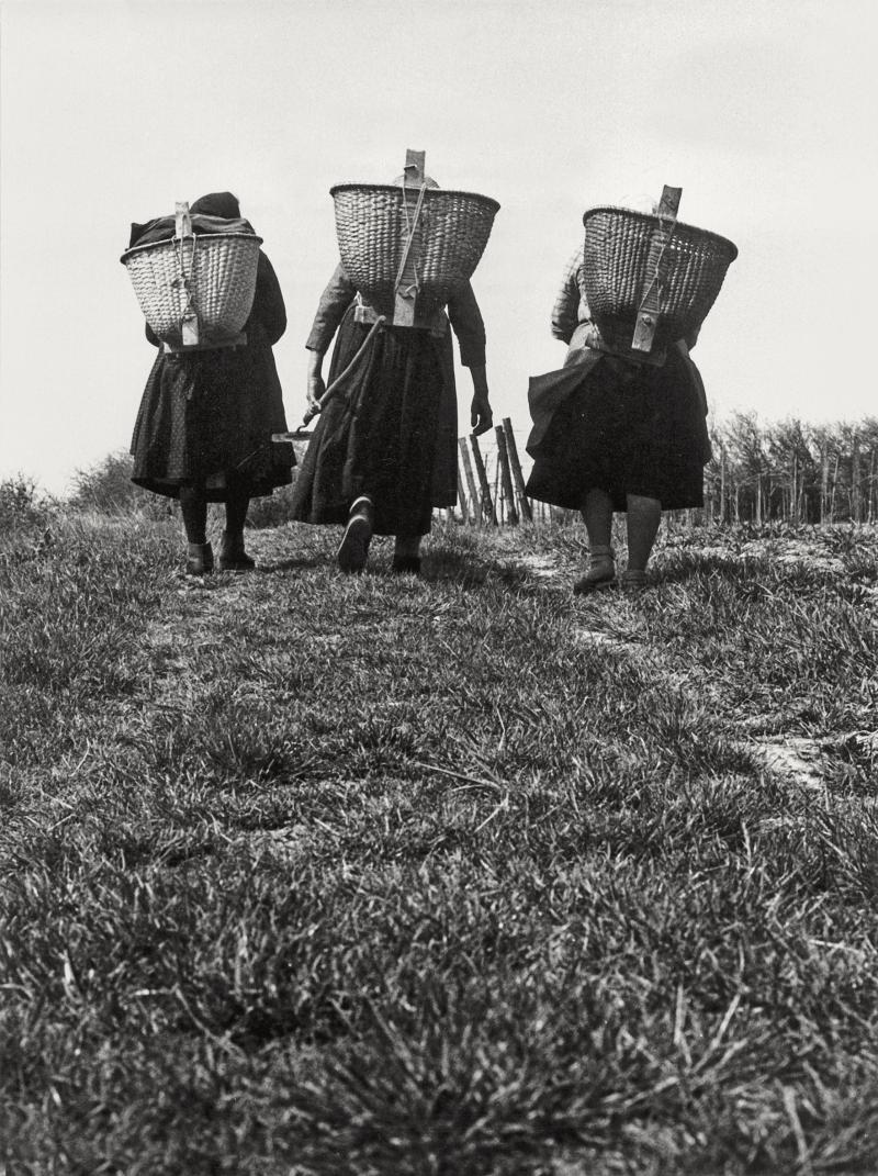 Großhöflein, Drei Frauen mit Buckelkorb auf dem Weg in den Weingarten, 1966 (Foto: Rudolf Herbert Berger / Quelle: Burgenländisches Landesarchiv, Fotosammlung)