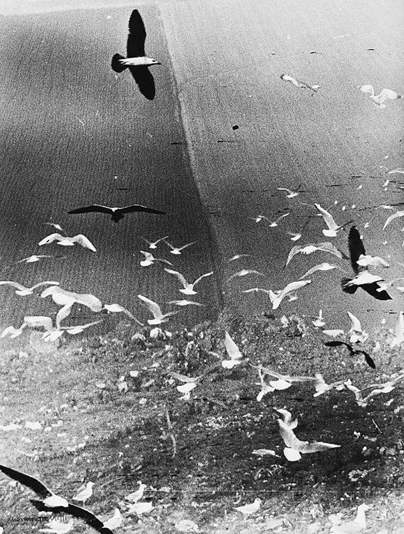 Gabbiani (Möven), Italy, Senigallia, 1983 © Mario Giacomelli Archive, Rita and Simone Giacomelli, courtesy OstLicht. Galerie für Fotografie