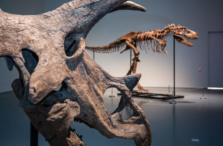 Exhibition shot of Triceratops skull and Gorgosaurus side by side.