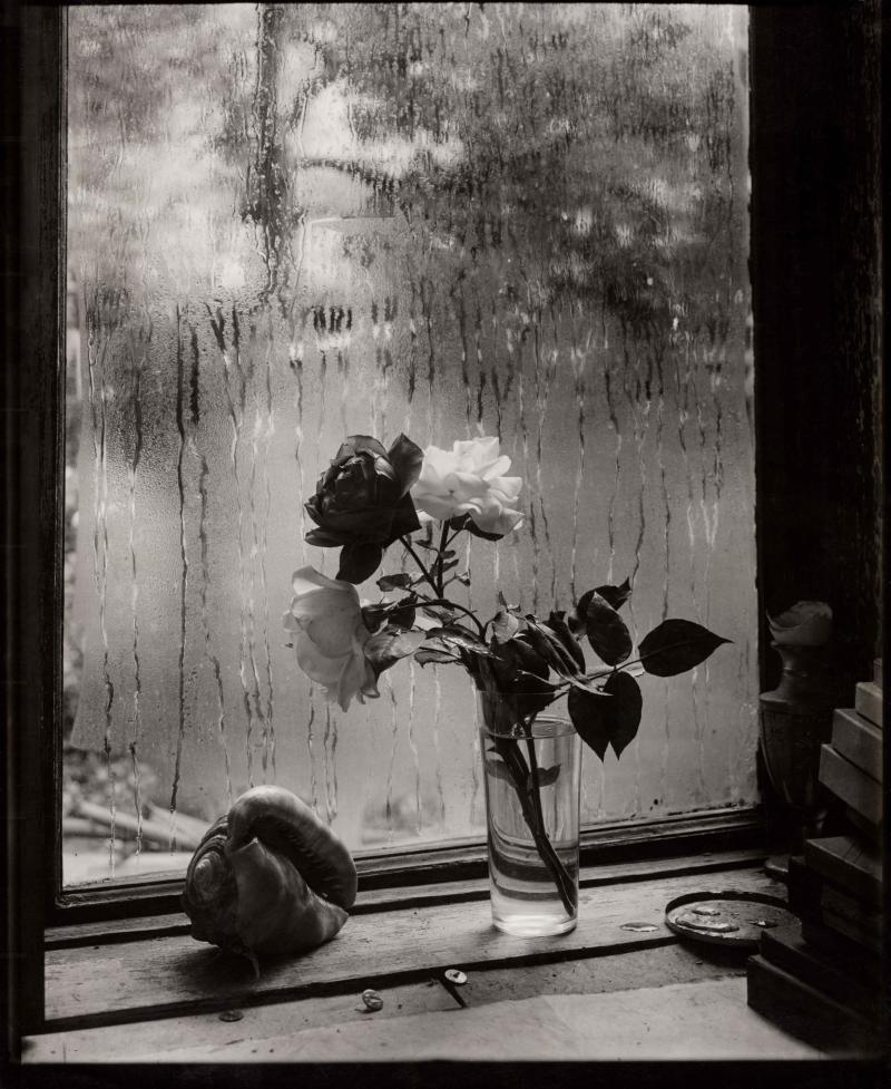 Josef Sudek Späte Rosen / Poslední růže, 1959 Silbergelatineabzug auf Barytpapier 29,3 × 24 cm Sammlung Siegert München © Gábina Fárová