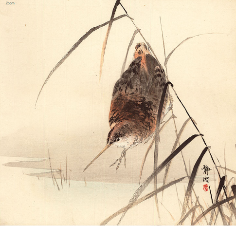 Okuhara Seiko (1837-1913) zugeschrieben  Eine Schnepfe (Bekassine, Gallinago gallinago) nähert sich dem Wasser, Schilfgras wächst im Vordergrund.