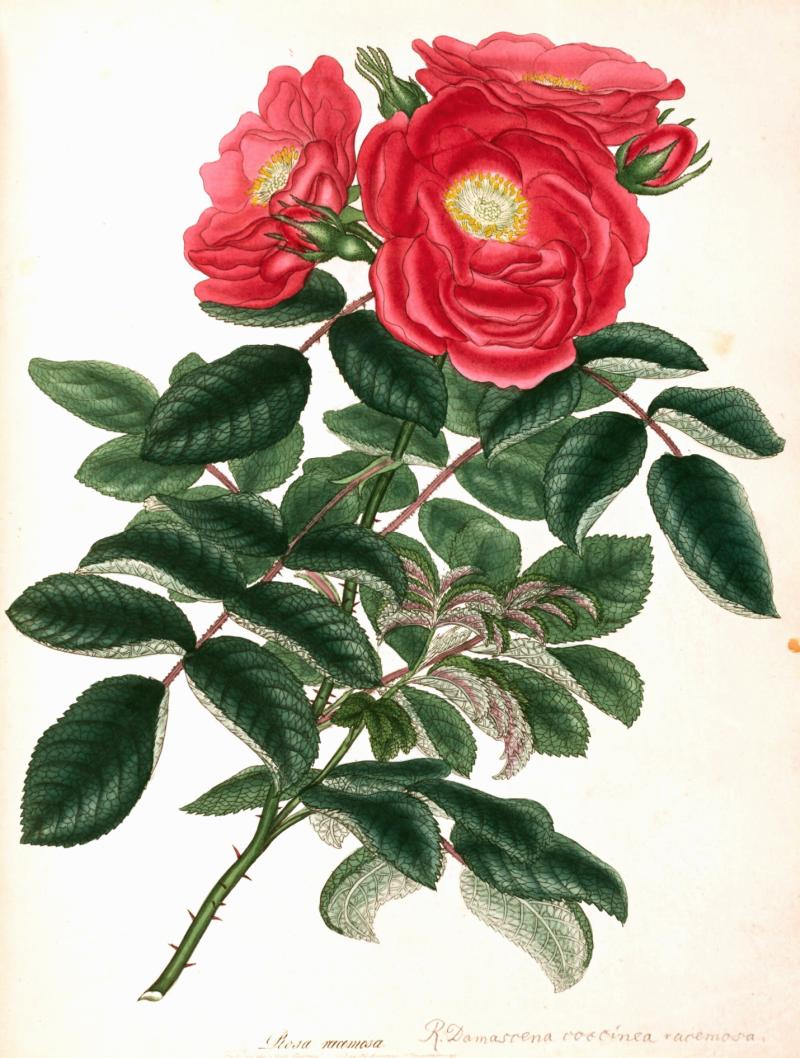 Andrews. Roses: or a monograph oft he genus rosa. 1805-1828. 19.500,-