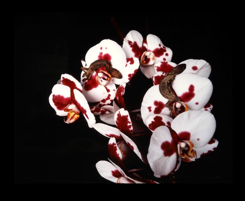 Nobuyoshi Araki (*1940, JP) Flowers and Jamorinsky Tokio, 2005 / 2006 C-Print, 61 x 76 cm Rückseitig vom Fotografen signiert mit Bleistift © Nobuyoshi Araki, courtesy OstLicht. Galerie für Fotografie