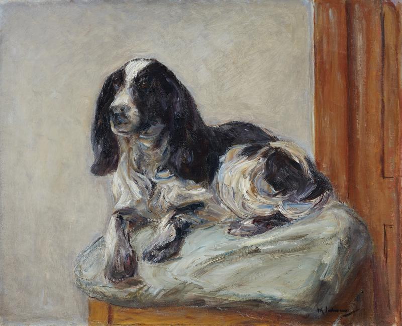 Max Liebermann Liegender Spaniel 1913 Öl auf Leinwand. 63,5 x 78,5 cm. Unten rechts schwarz signiert Schätzpreis € 150.000 – 180.000